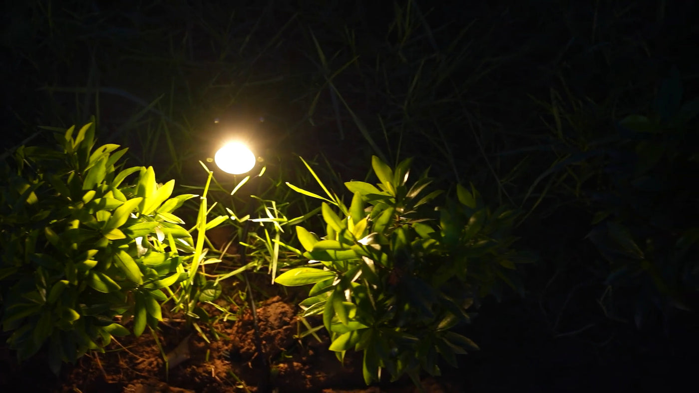 Landscape low voltage wire powers garden spotlight, providing safe outdoor lighting with weather-resistant connections.
