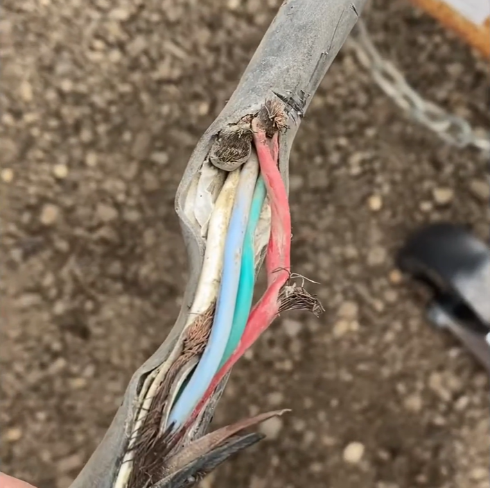 Damaged multi-core electrical cable with exposed conductors